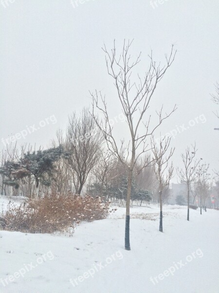 Snow Tree The Scenery Free Photos