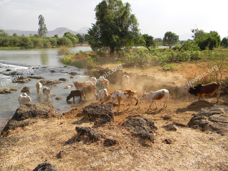 Nile Cows Livestock Agriculture Africa