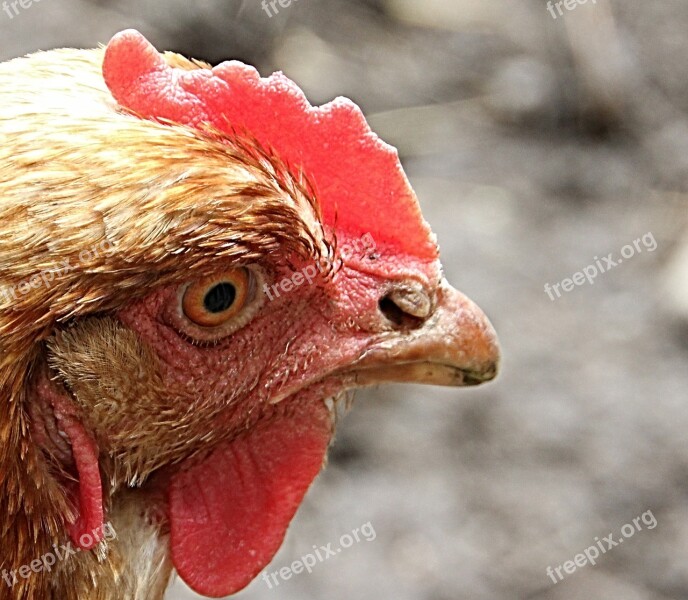 Chicken Animal Hen Farm Animal Portrait