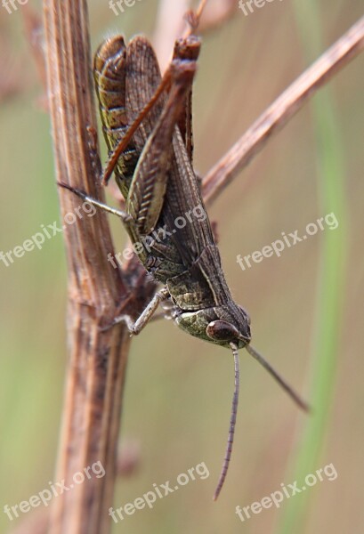 Grasshopper Close Up Insect Viridissima Heupferdchen