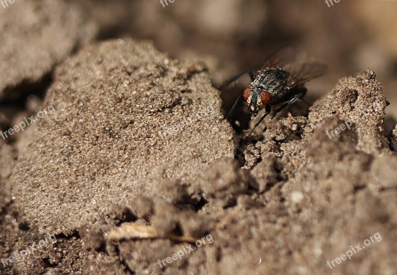 Insect Earth Ground Close Up Nature