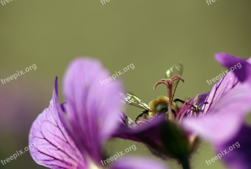 Plant Flower Macro Purple Close Up