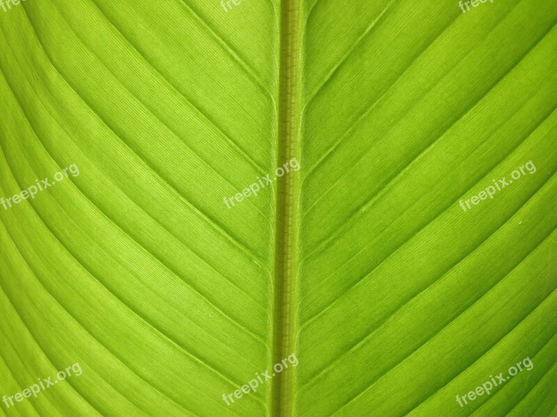 Foliage Bananas Plant Green Free Photos