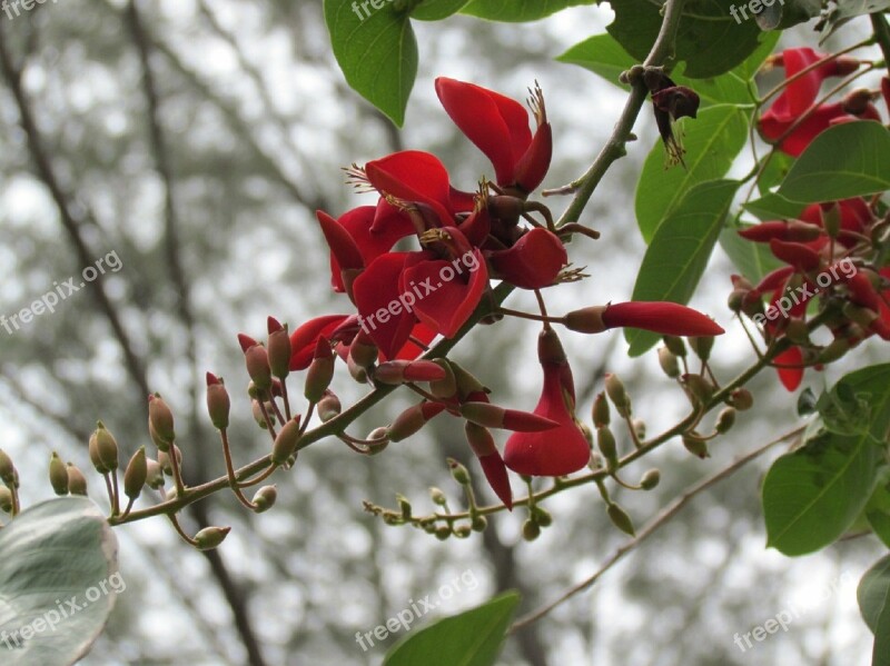 Red Flower Nature Floral Summer