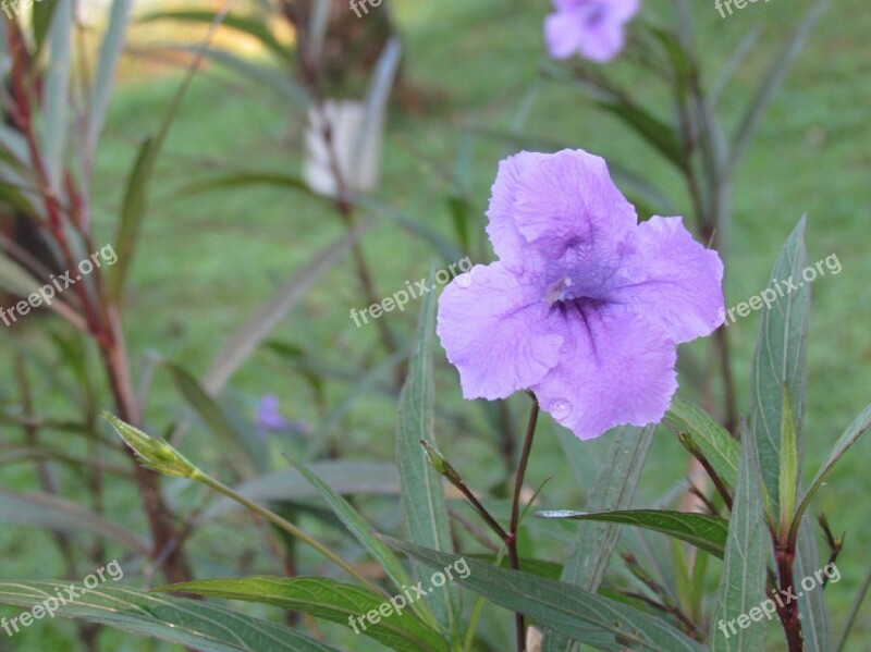 Flower Purple Nature Floral Spring