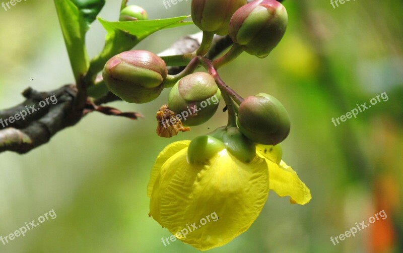 Petal Flowers Yellow Nature Floral