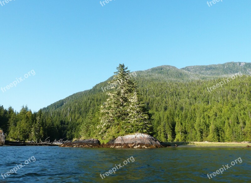 River Fjord Nature Tree Pine