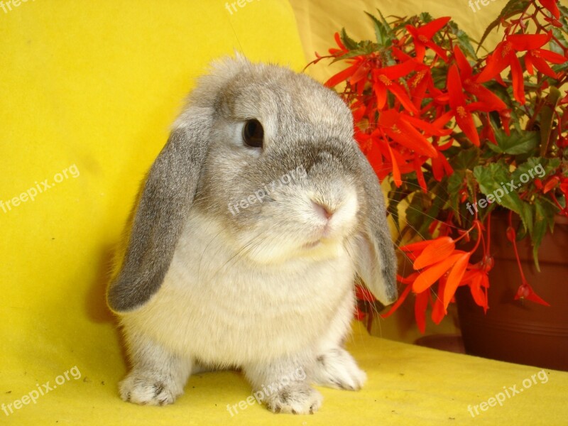 Bunny Animal My Favorite Free Photos