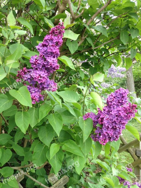 Lilac Purple Syringa Ornamental Shrub Violet