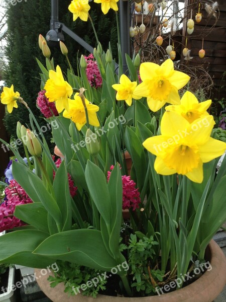 Daffodils Tulips Springtime Flowers Spring Free Photos