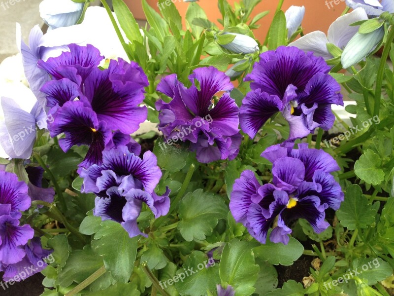 Viola Pansy Spring Planting Garden Containerized Planting