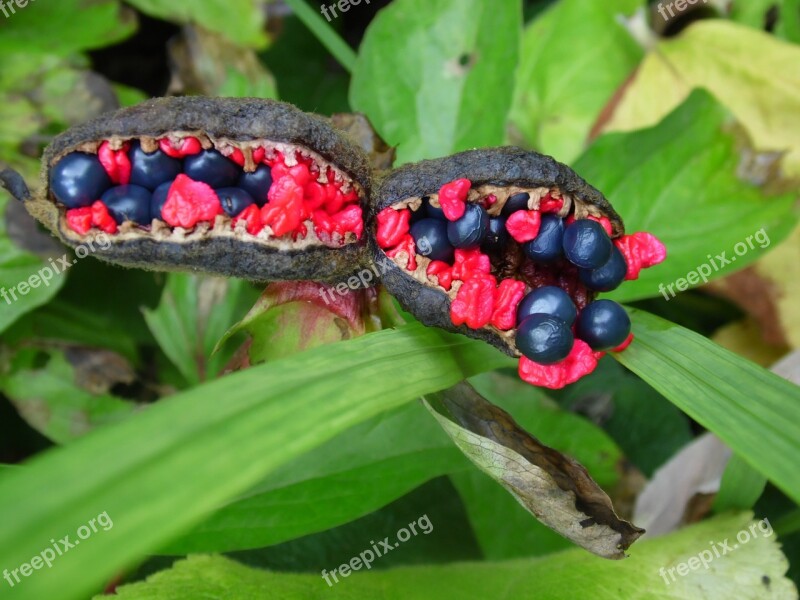 Strange Plant Nature Green Forest