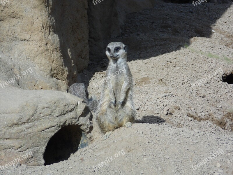 Meerkat Animal Mammal Wildlife Wild