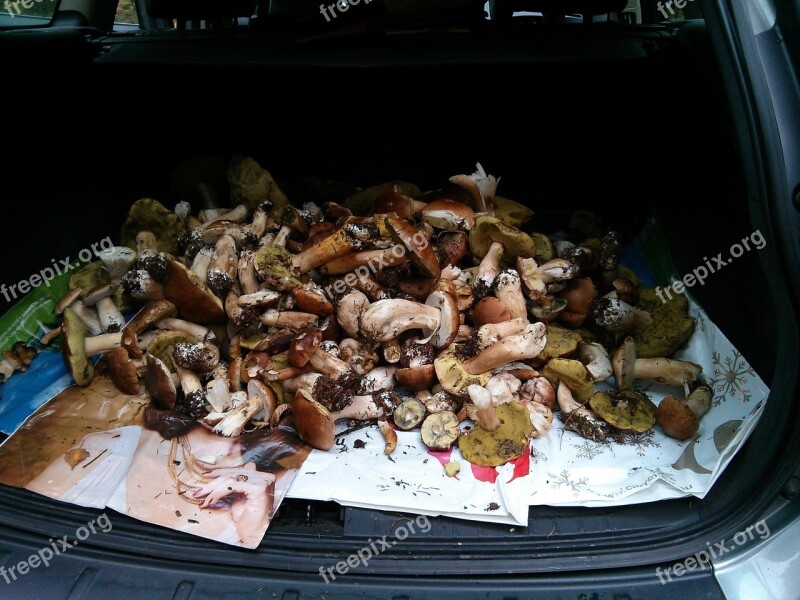 Mushrooms Boletus Ceps Free Photos