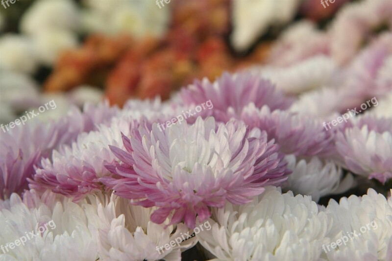 Chrysanthemum Flower Nature Spring Plant