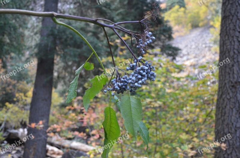 Berries Trail Nature Plants Free Photos