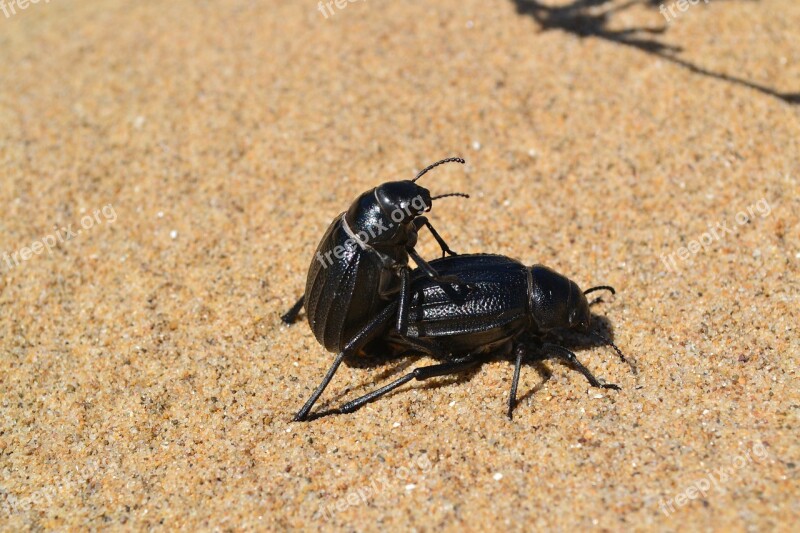 Insect Cockroach Beach Sand Free Photos