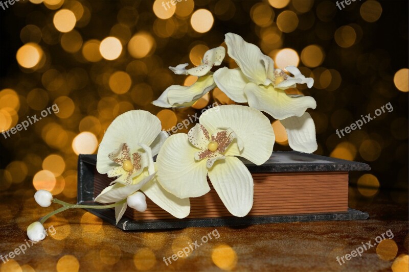 Orchid Flowers Flower Plant White