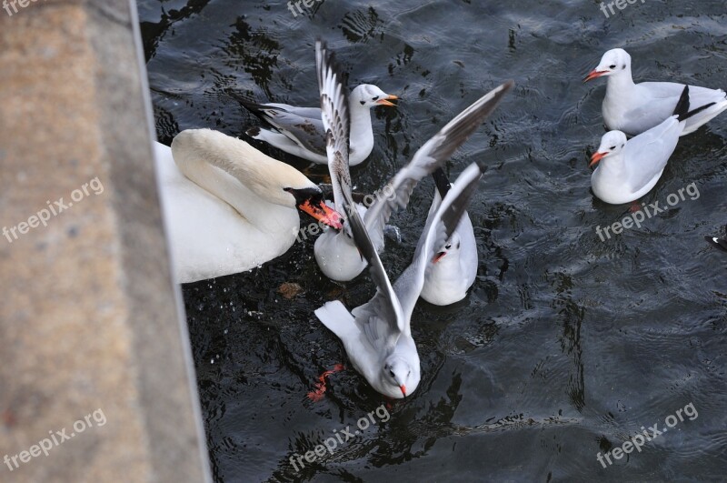 Swans Lake Birds Bird Free Photos