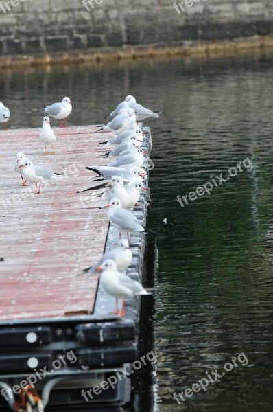 Lake Seagulls Bird Free Photos