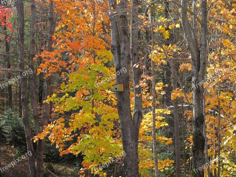 Nature Fall Foliage Trees Autumn Landscape