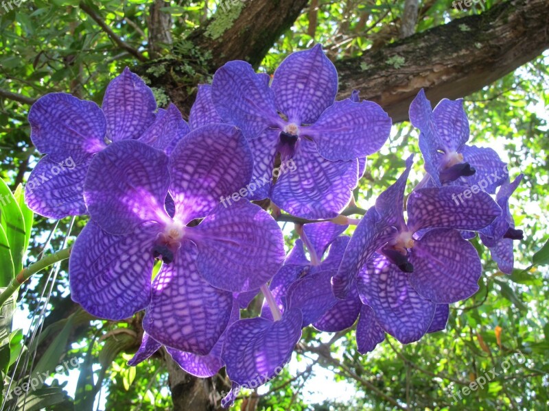 Orchid Flower Plants Puerto Plata Blue Orchid