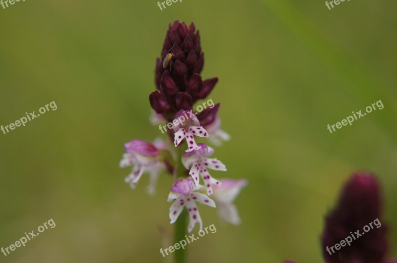 Brand Boys Herb Orchis Ustulata Orchid Blossom Bloom