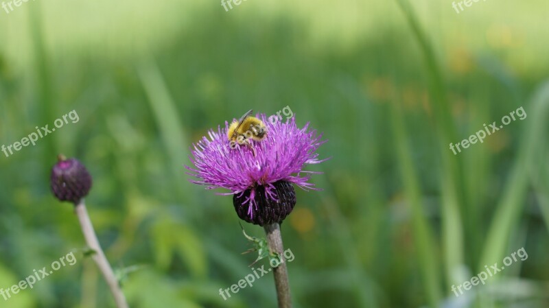 Thistle Plateau Flowers Free Photos