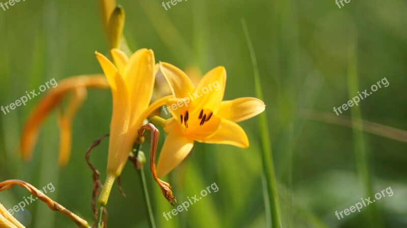 Plateau Flowers Oze Free Photos