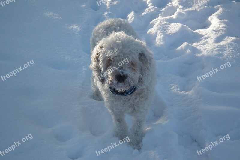 Water Dog Winter Spanish Free Photos