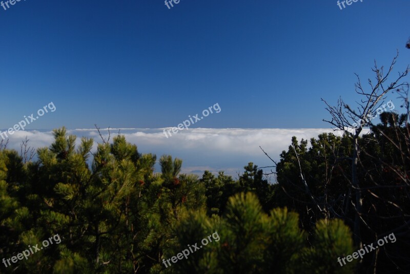 Clouds Above The Clouds Mountain Pine Sky Blue