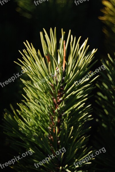 Needles Conifer Pine Free Photos