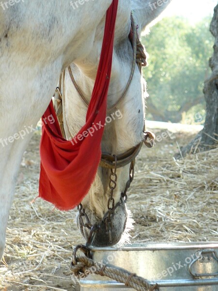 Donkey Animal Beast Of Burden Nature Rural