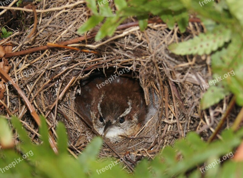 Bird Nest Nesting Nature Spring