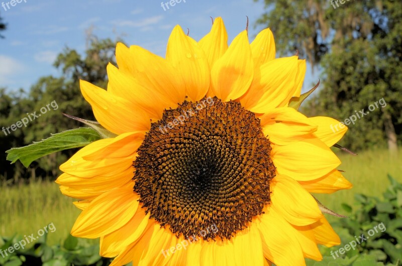 Sunflower Yellow Sky Flower Nature