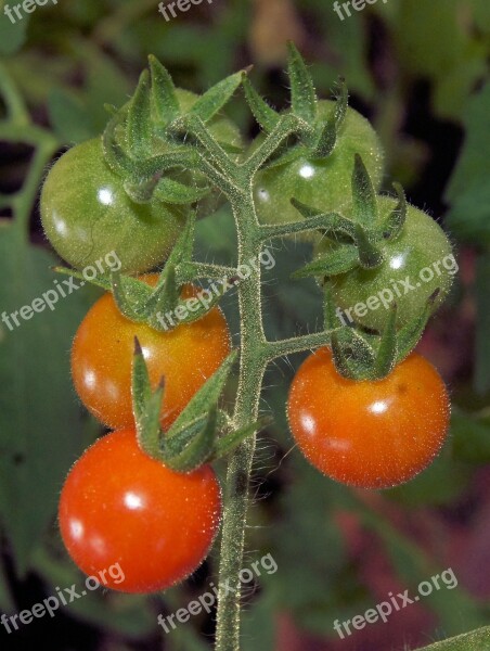 Tomato Red Cherry Food Healthy