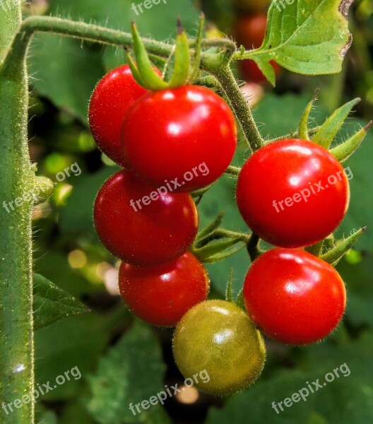 Cherry Tomato Red Food Vegetable Fresh