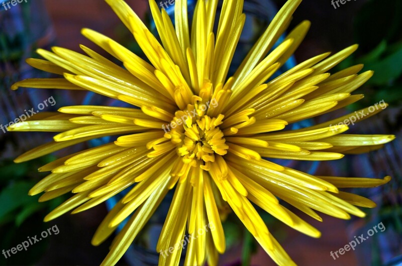 Mum Yellow Flower Fall Colorful