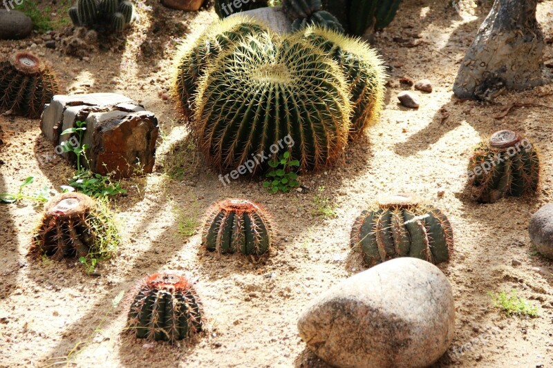 Cactus Thorn Plant Flower Yellow Flower