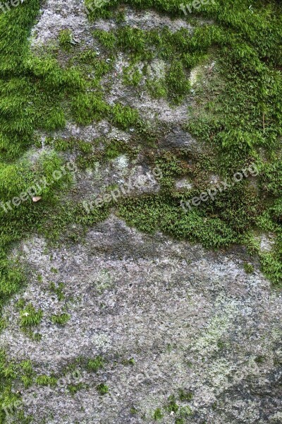 Moss Lvtai Green Plant Ground