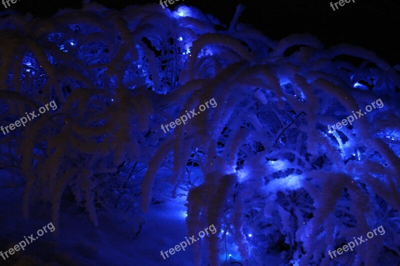 Christmas Christmas Lights Winter Snow Frost