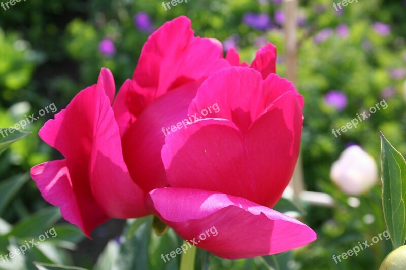 The Peony Red Flower Garden Plant Free Photos