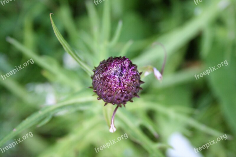 Flower Summer Nature Plant Thistle