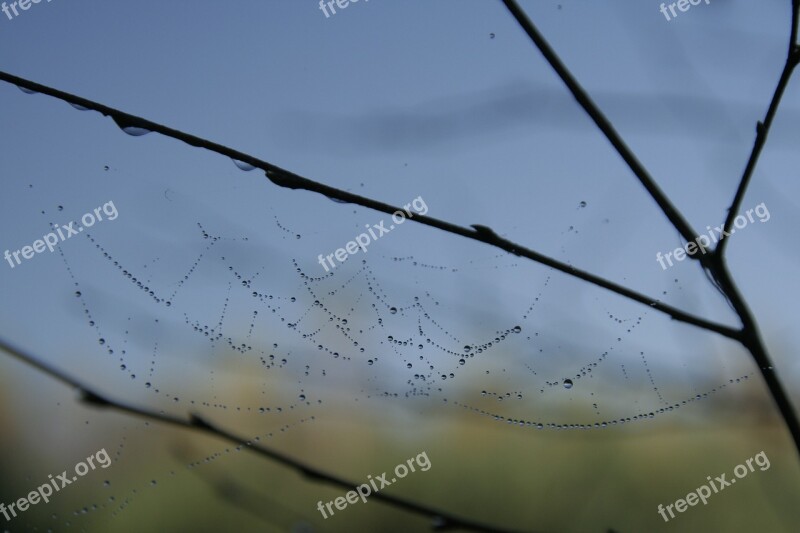 Cobweb Rain Drops Water Nature Drops Of Water