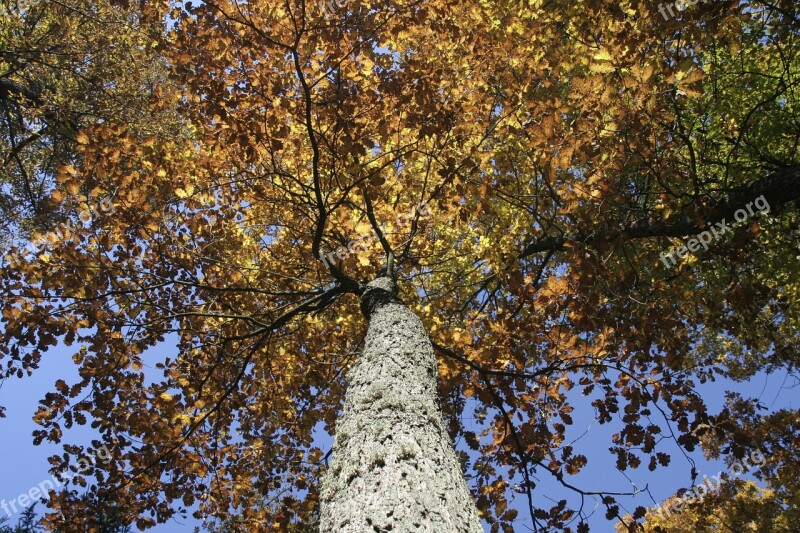 Autumn Foliage Tree Yellow Leaves Forest