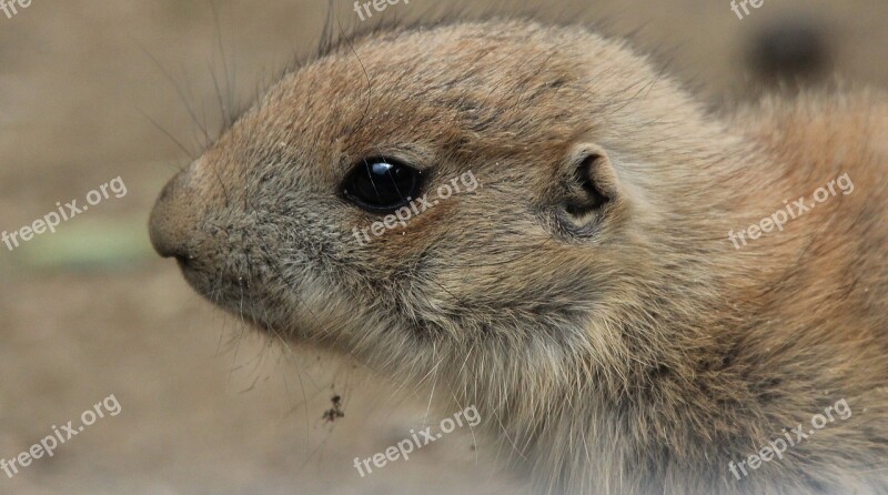 Prairie Dog Cynomys Gophers Rodent Nager