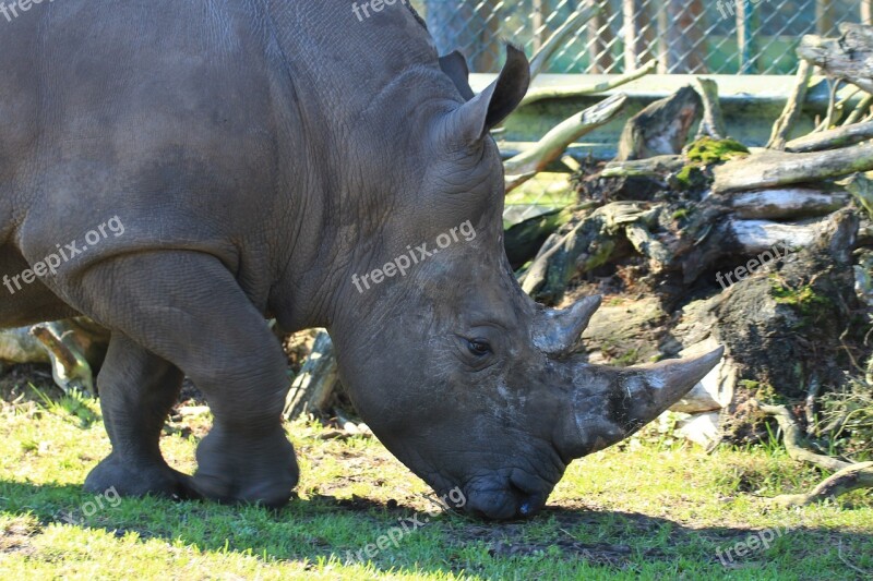 White Rhino Rhino Ceratotherium Simum Animals Mammal