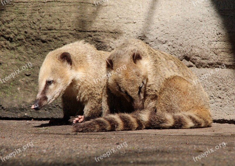 Coati Proboscis Bear Nasua Small Bear Nature