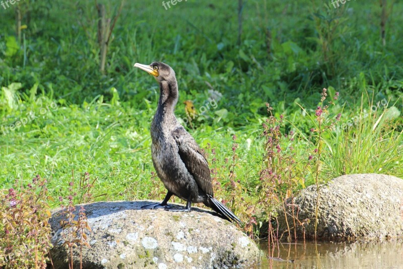 Sea Birds Birds Cormorant Phalacrocoracidae Pelecaniformes