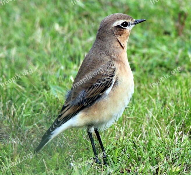 Wheatear Oenanthe Perching Birds Muscicapidae Songbird